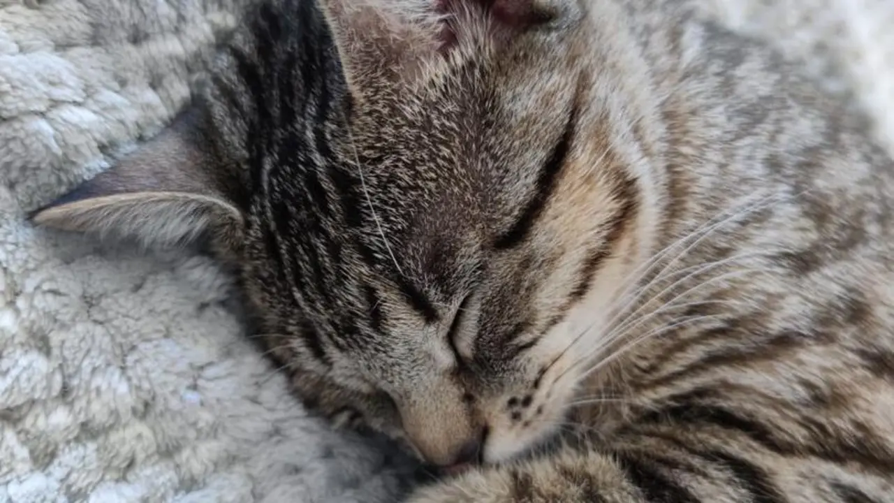 Archivo - Gato.