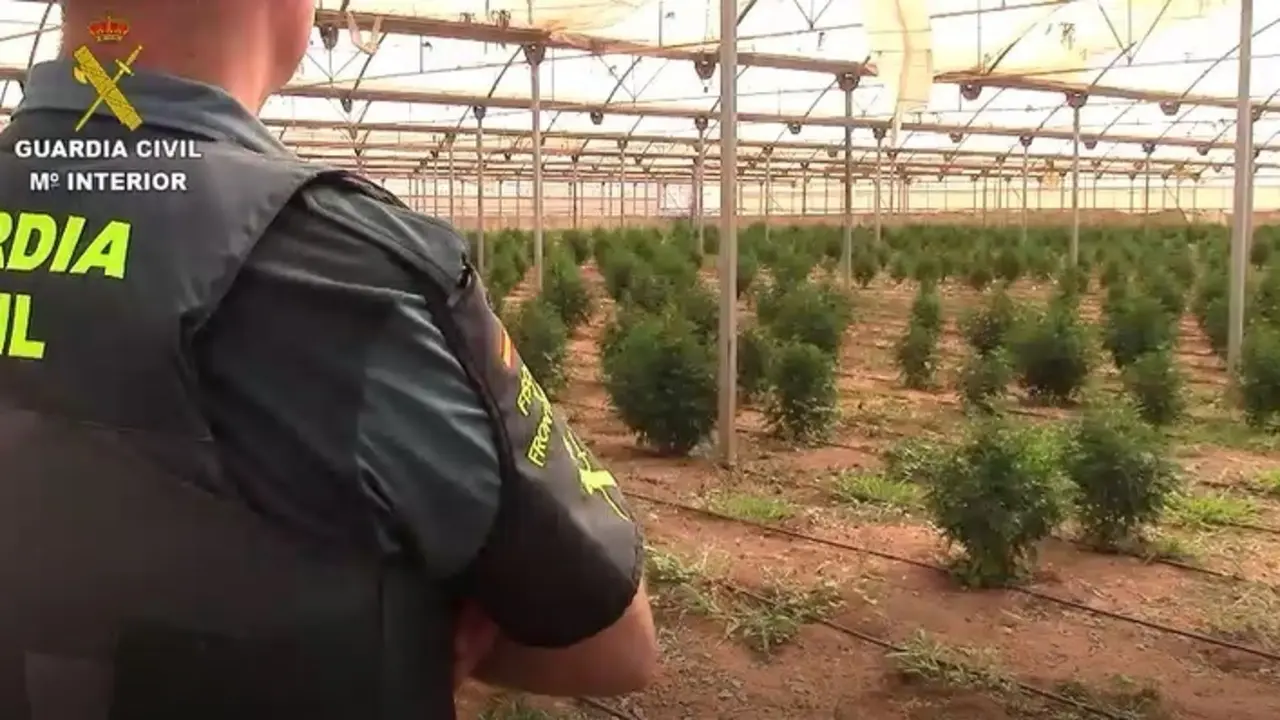 Plantaci&oacute;n de marihuana intervenida.