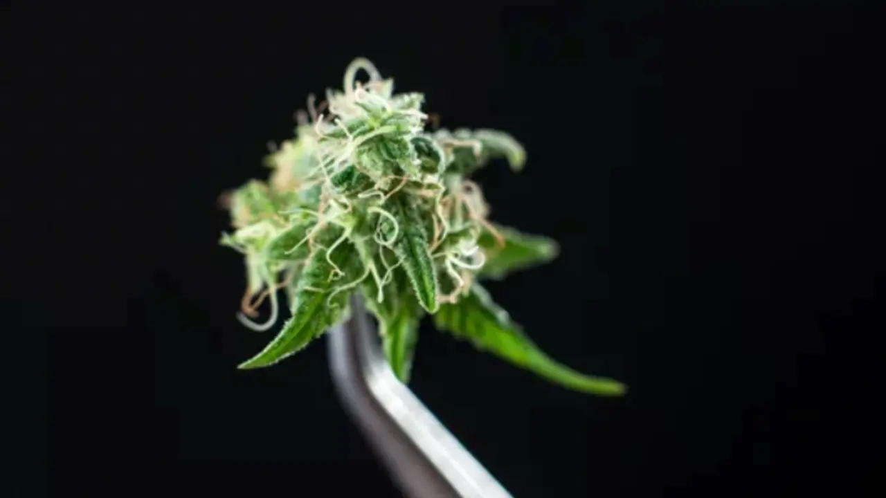 grow shop
