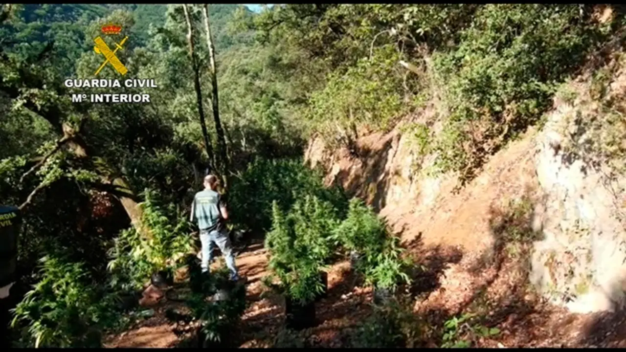Plantaci&oacute;n de marihuana en el Parque del Montseny