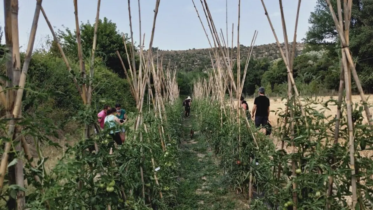 El Govern otorga ayudas de 131.000 euros en agosto para la biodiversidad cultivada en 2020