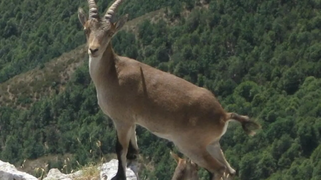 Archivo - Cabra mont&eacute;s.