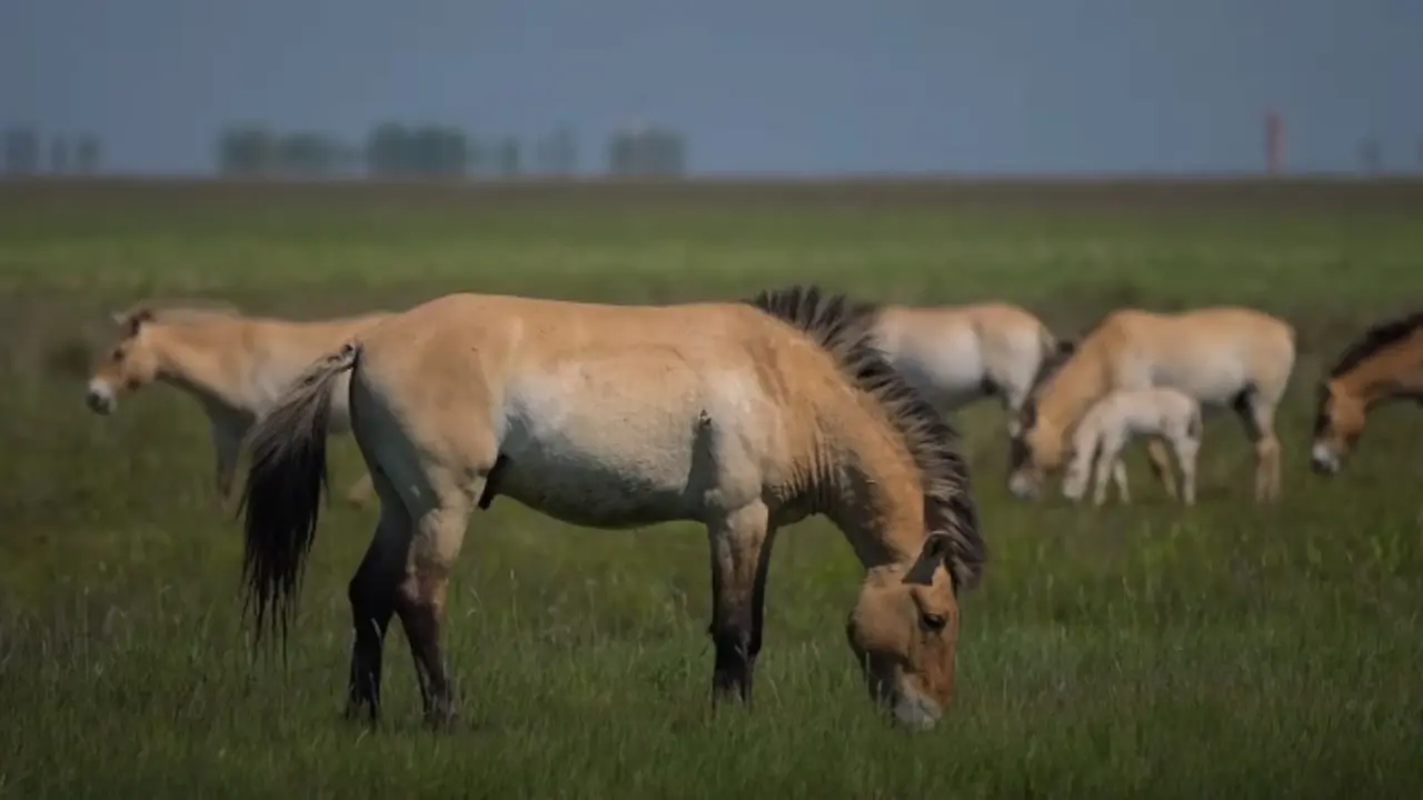 Caballos salvajes de 'Przewalski'