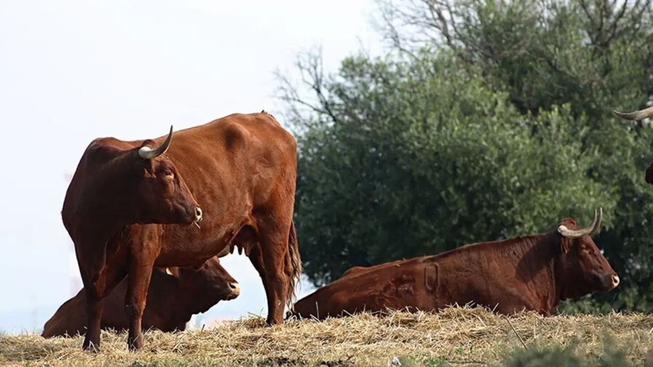 Archivo - Ganader&iacute;a de toro bravo