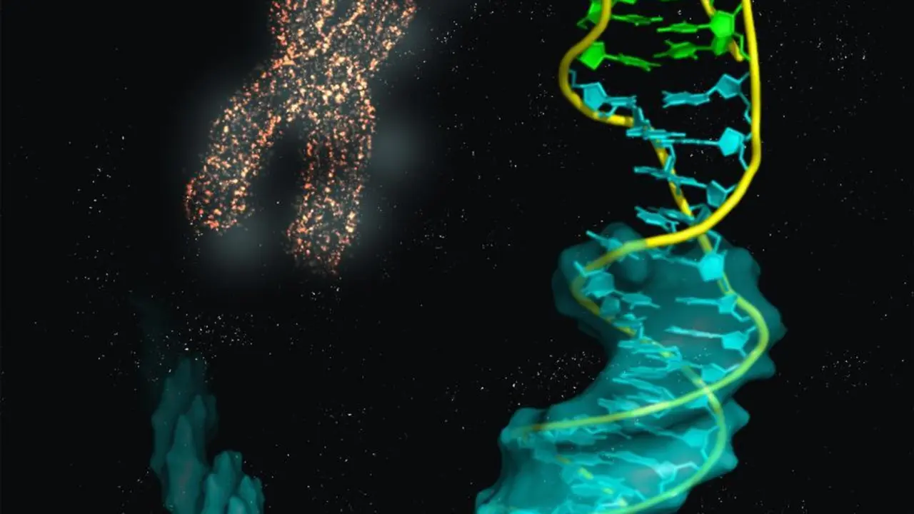 Imagen ilustrativa de la estructura de la uni&oacute;n del i-ADN (bases en verde) con el B-ADN (azul).