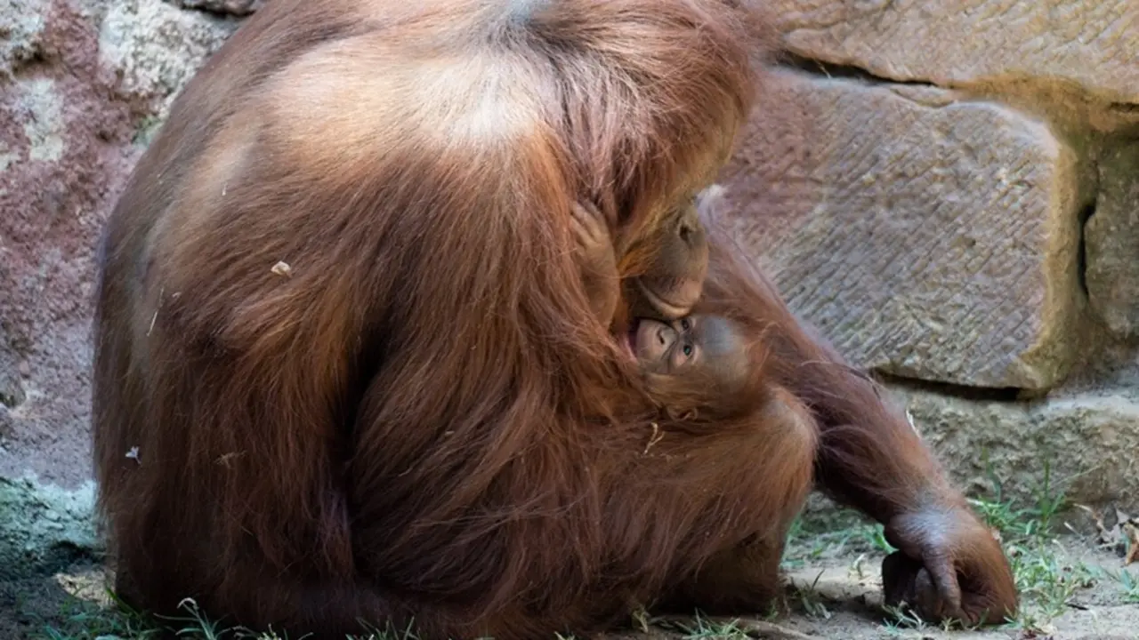 Suli, orangut&aacute;n de Borneo, con su beb&eacute;
