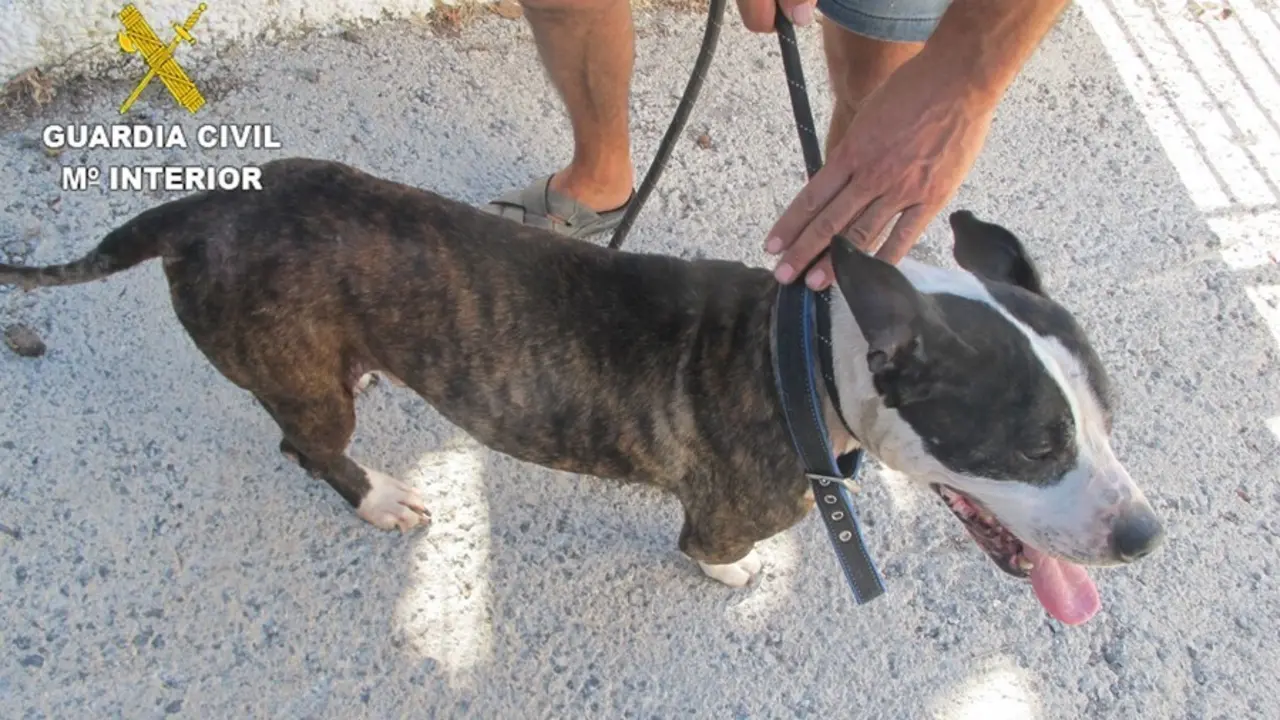 Perro encontrado en condiciones lamentables en el barrio de Torrecuevas