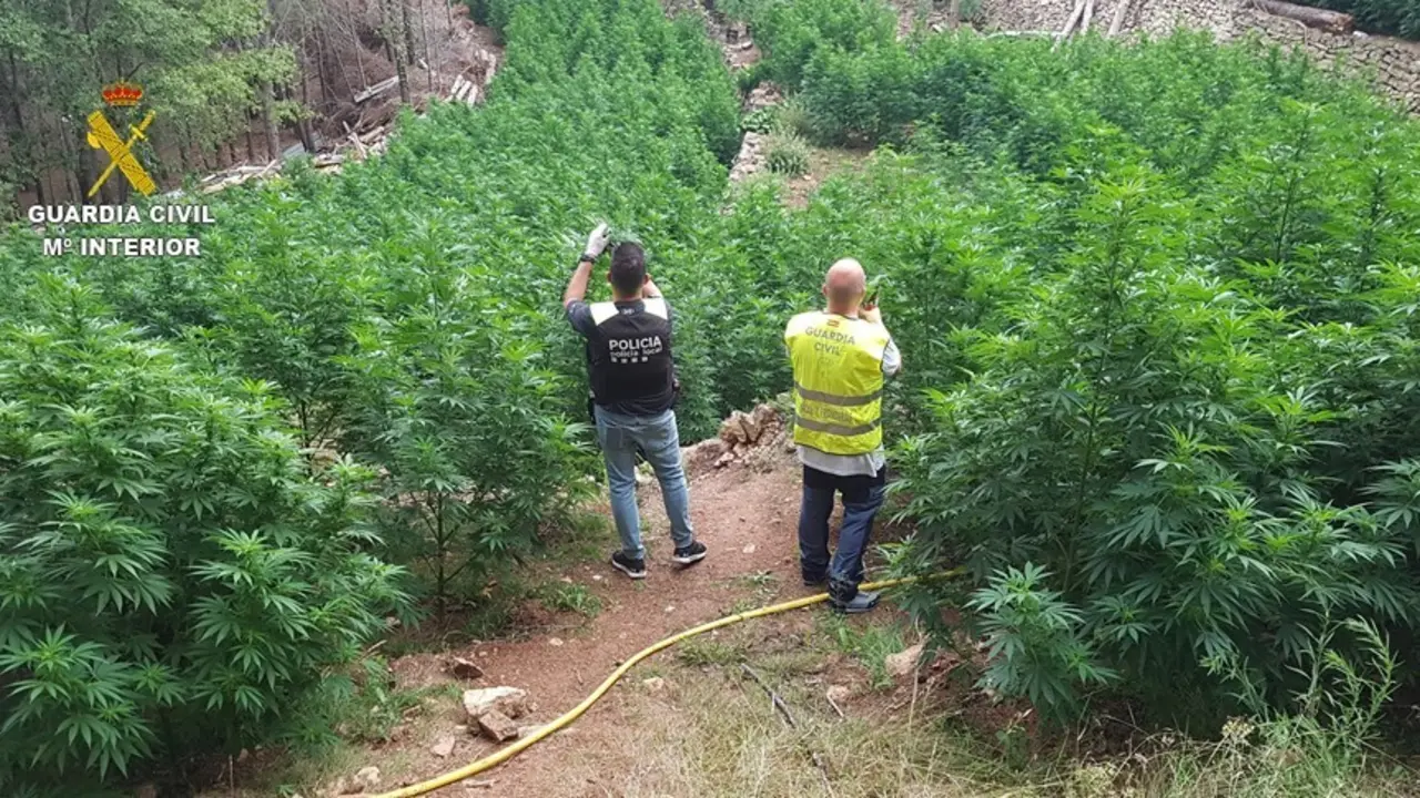 La plantaci&oacute;n de 2.123 plantas de marihuana desmantelada este mi&eacute;rcoles en una zona rural del municipio de Vandellos-Hospitalet (Tarragona).