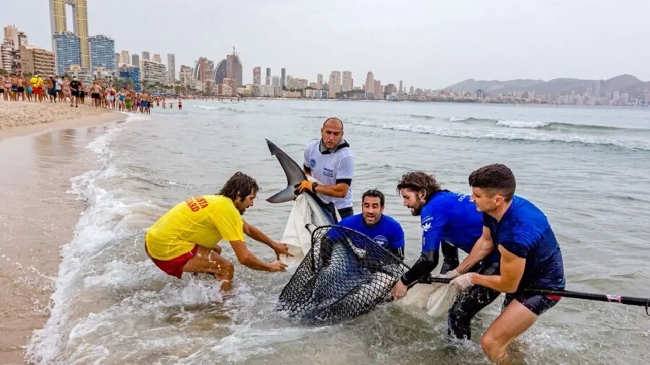 Consiguen reintroducir a mar abierto a una tintorera varada en la Playa de Poniente de Benidorm (Alicante)