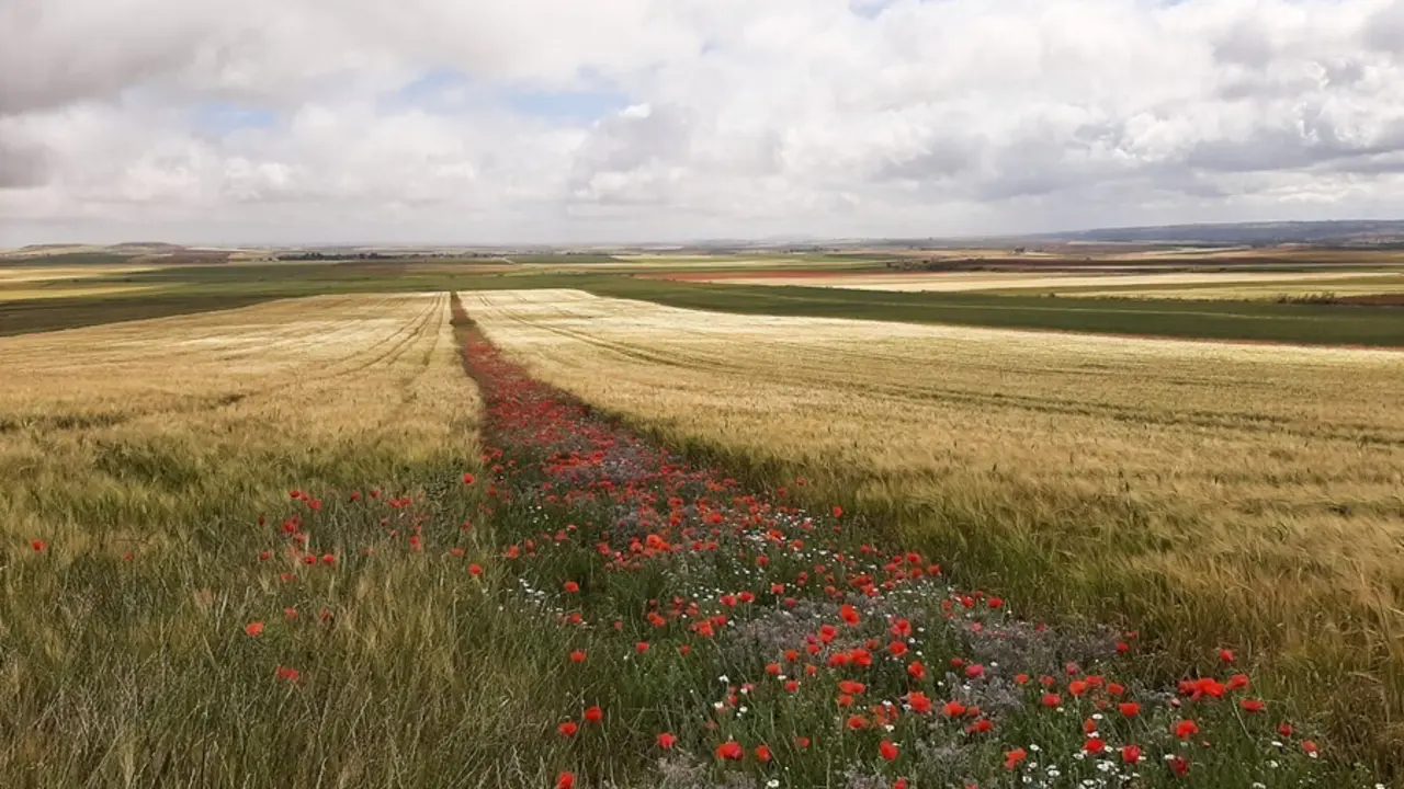 Archivo - Campo con amapolas en Toledo
