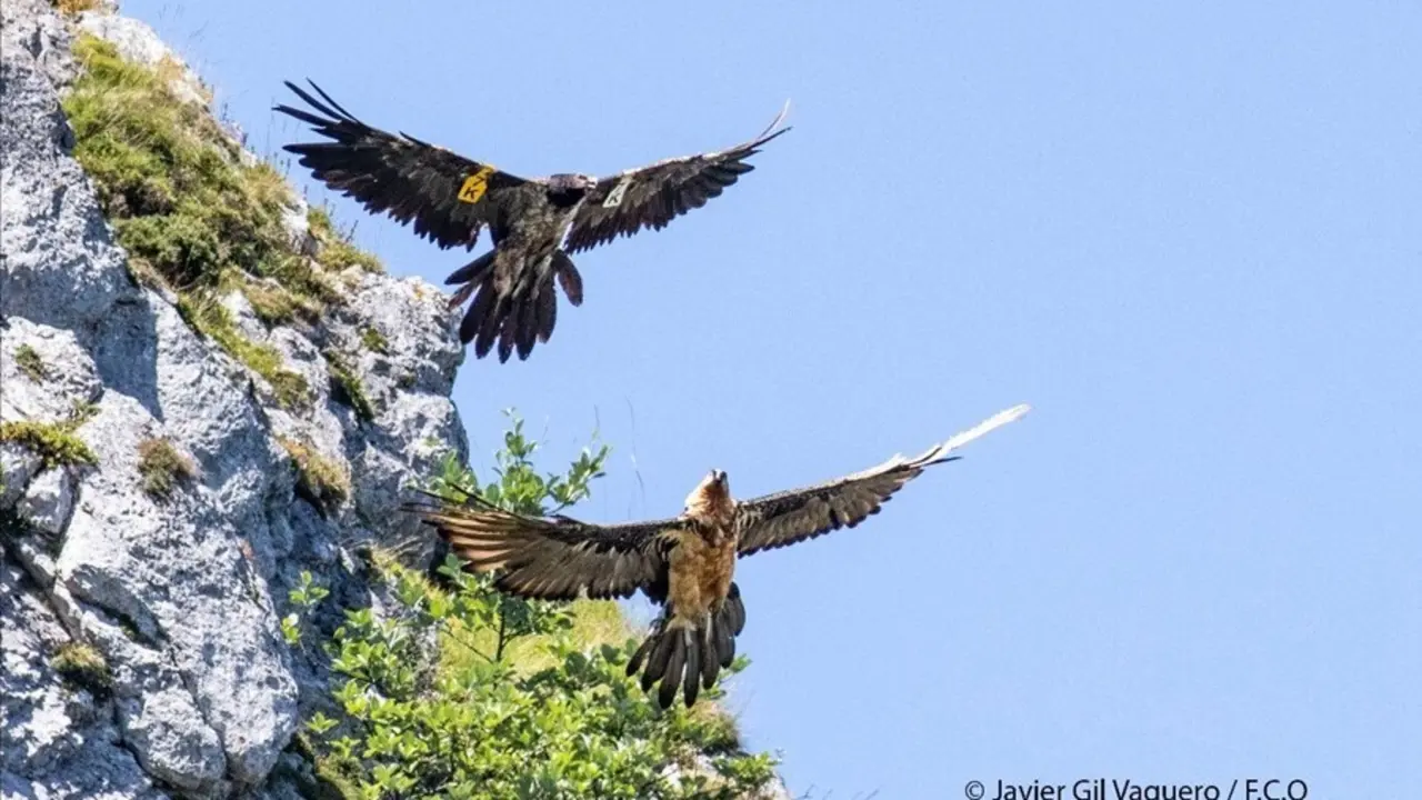 Ejemplares de Quebrantahuesos en Picos de Europa