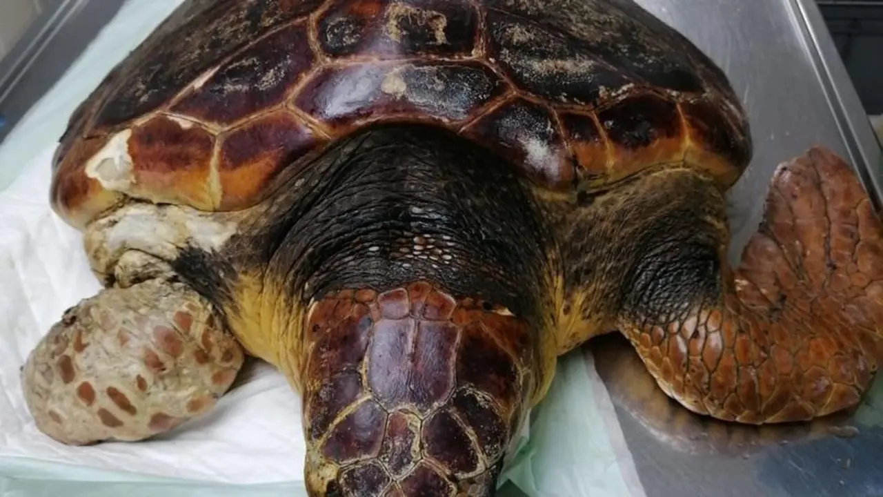 El Cabildo de La Palma rescata una tortuga boba que se recupera en el Centro de Rehabilitaci&oacute;n de Fauna Silvestre