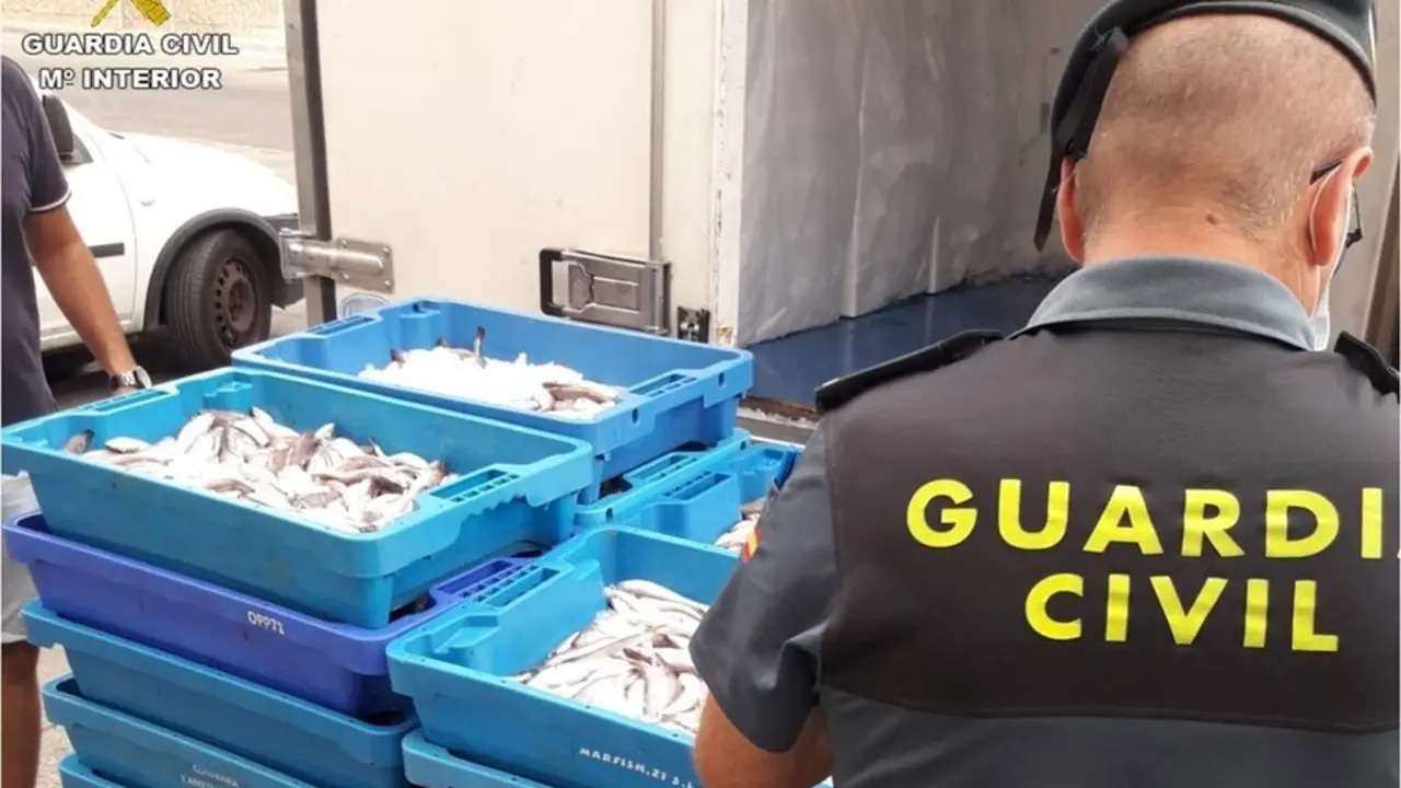 La Guardia Civil interviene media tonelada de pescado ilegal en puertos pesqueros de Alicante