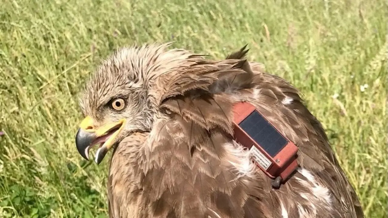 Archivo - SEO/BirdLife marca un milano negro con GPS en Tordesillas (Valladolid) para conocer sus rutas migratorias