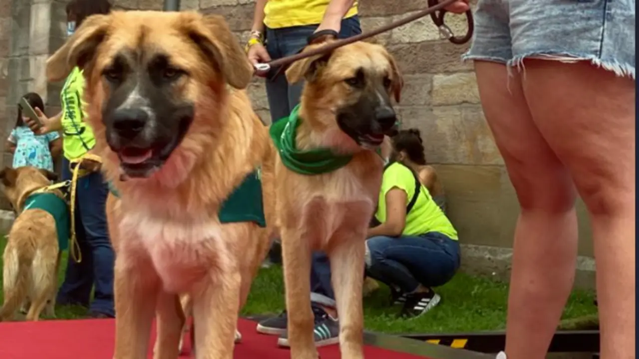 Varios perros en la Jornada de Adopci&oacute;n de Torrelavega. / S. D&iacute;az