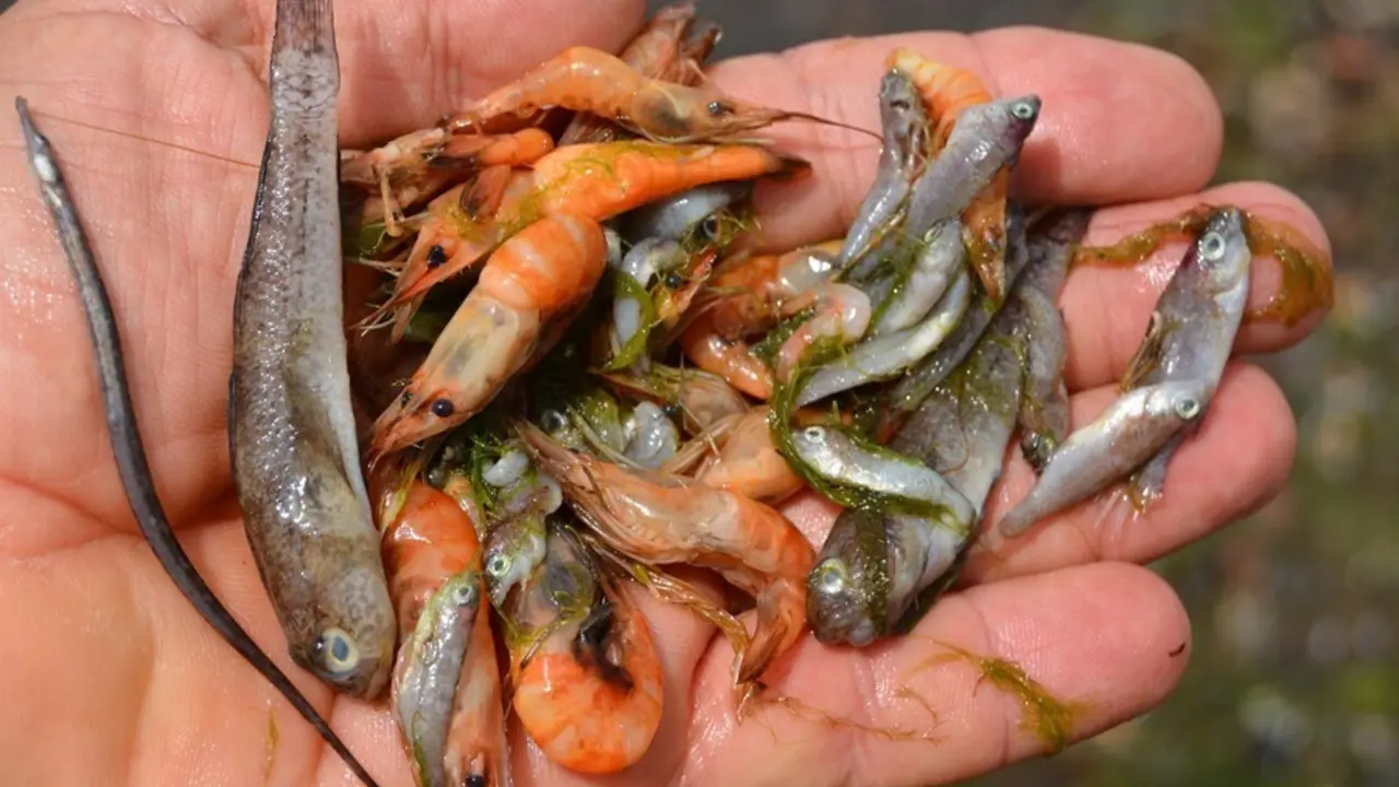 Ejemplares de peces que aparecieron muertos este lunes en la orilla del Mar Menor