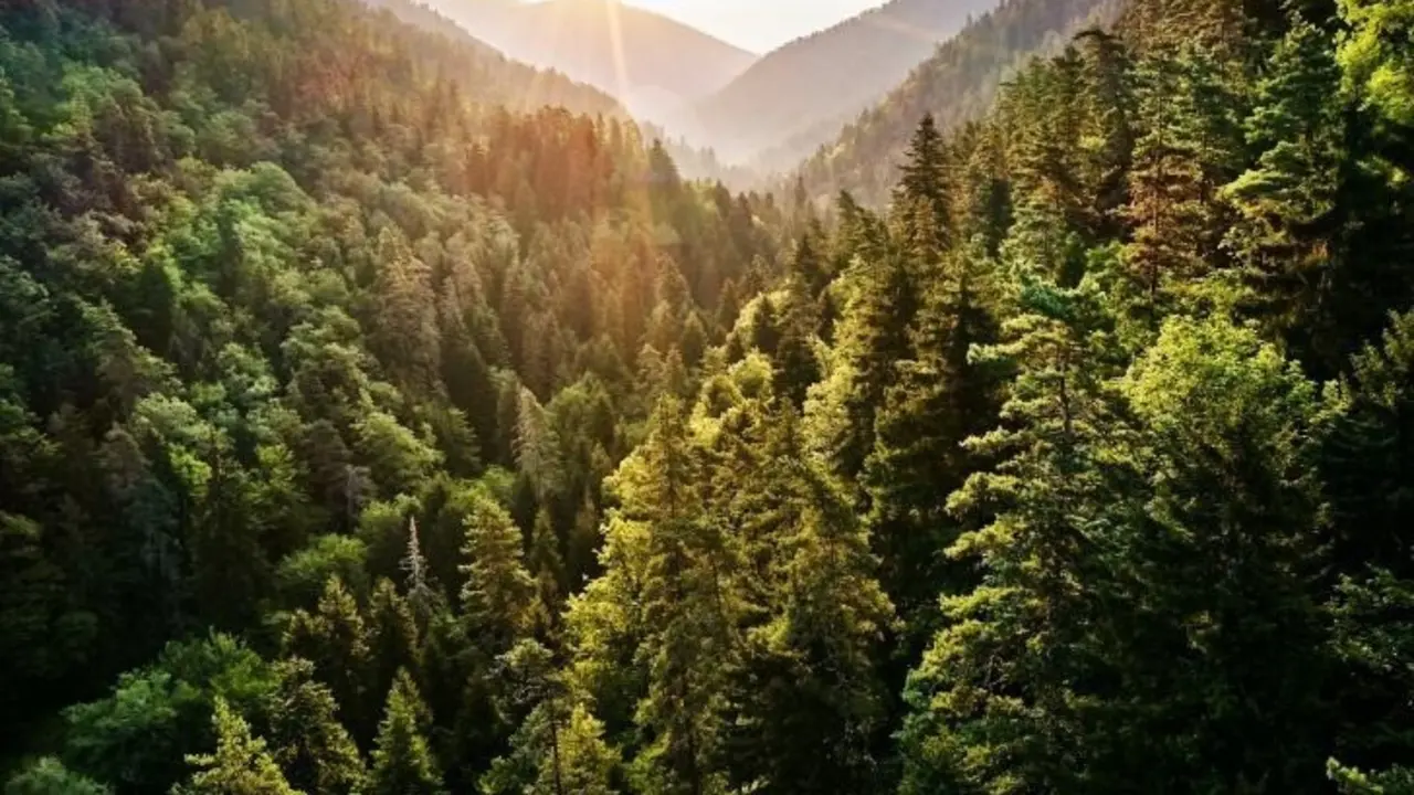 Bosque.