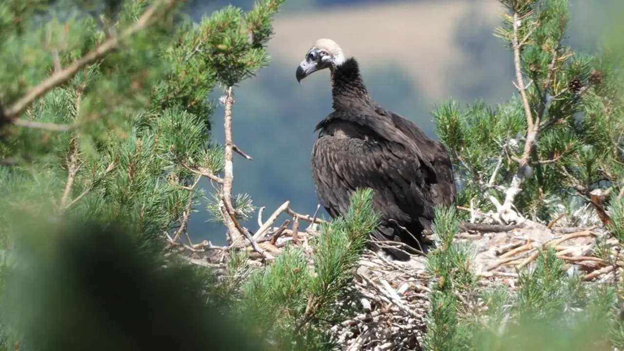 Uno de los buitres que ha logrado sobrevivir en la Sierra de la Demanda.