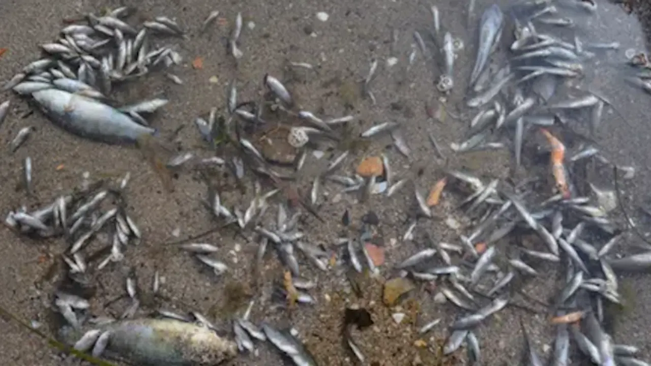 Peces y camarones muertos encontrados en la laguna del Mar Menor en Murcia, Espa&ntilde;a. Fotograf&iacute;a: Anse Handout/EPA