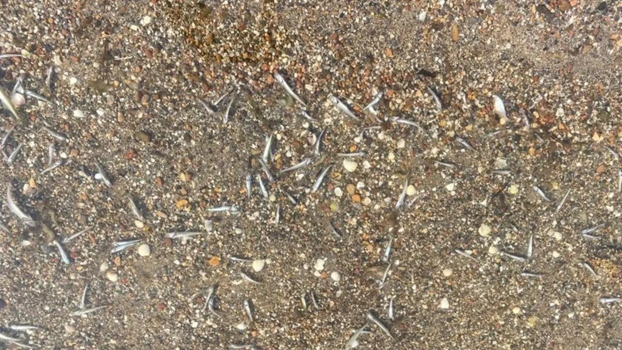 Peces muertos en la orilla de una playa de Los Nietos (Cartagena)