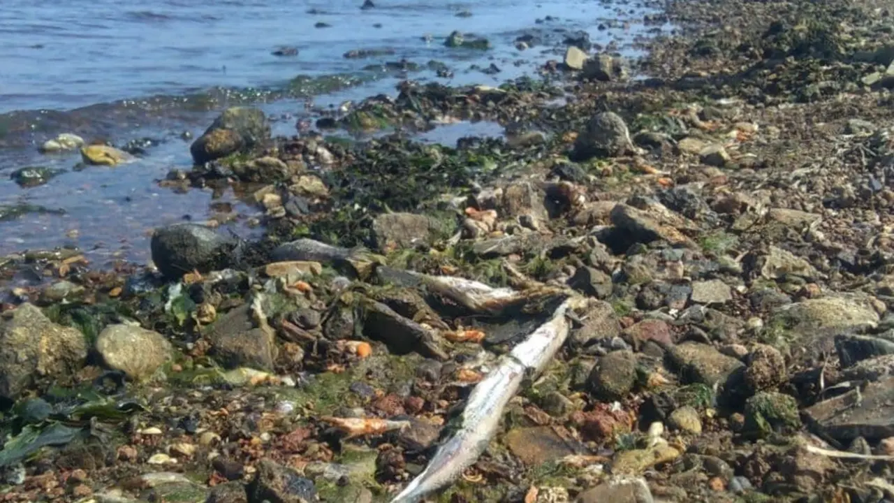 Archivo - Retirada de peces muertos en Los Nietos
