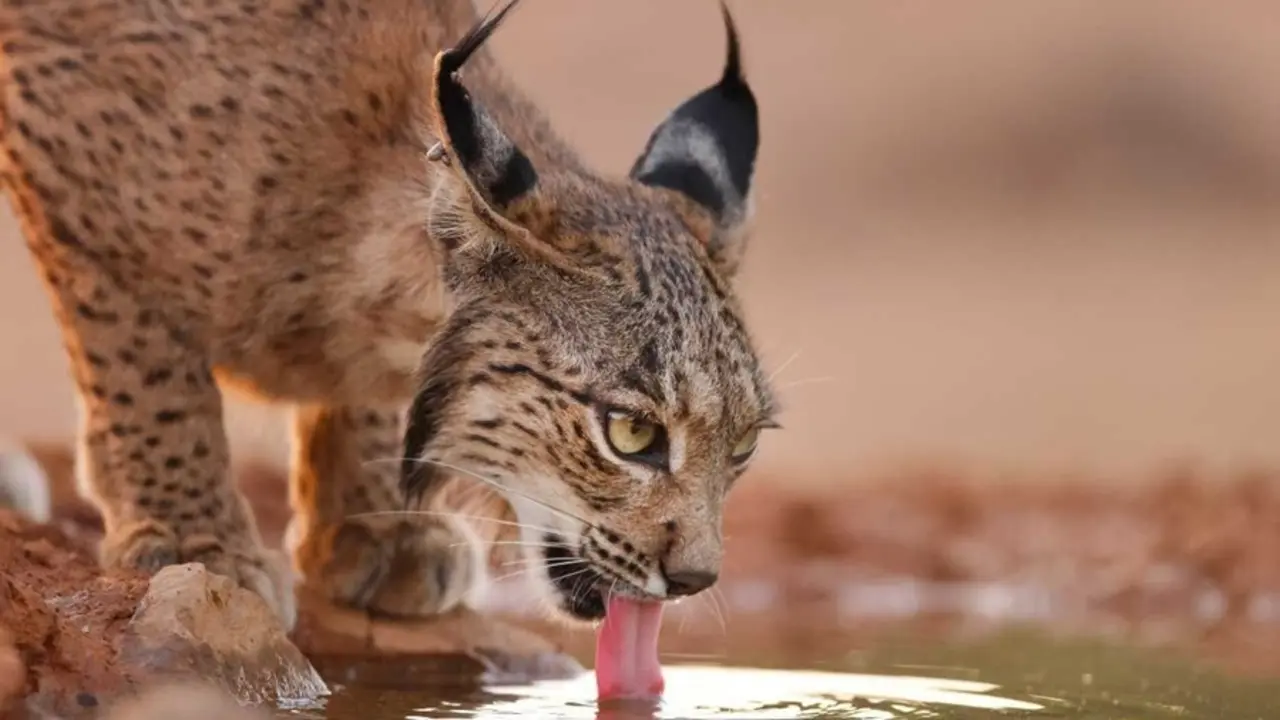 Archivo - Lince ib&eacute;rico.