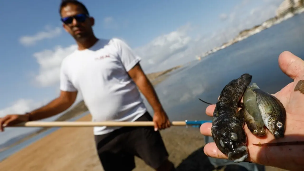 Archivo - Aparecen peces muertos por cuarto d&iacute;a consecutivo en el Mar Menor. La Manga km 3 Isla del Ciervo