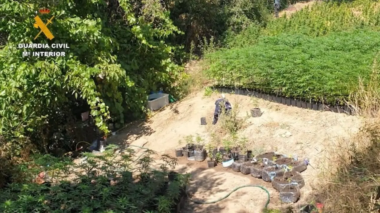 Imagen de la plantaci&oacute;n de marihuana en el paraje protegido del embalse El Atazar