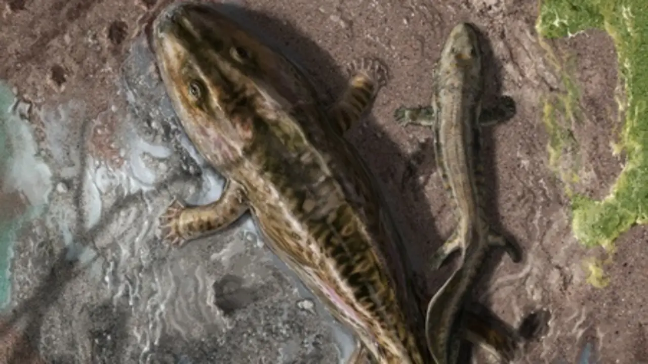 Archivo - Escena que muestra dos tetr&aacute;podos tempranos del Dev&oacute;nico tard&iacute;o, 'Ichthyostega' y 'Acanthostega', que salen del agua para moverse por tierra. Las huellas se arrastran detr&aacute;s de los animales para mostrar una sensaci&oacute;n de movimiento