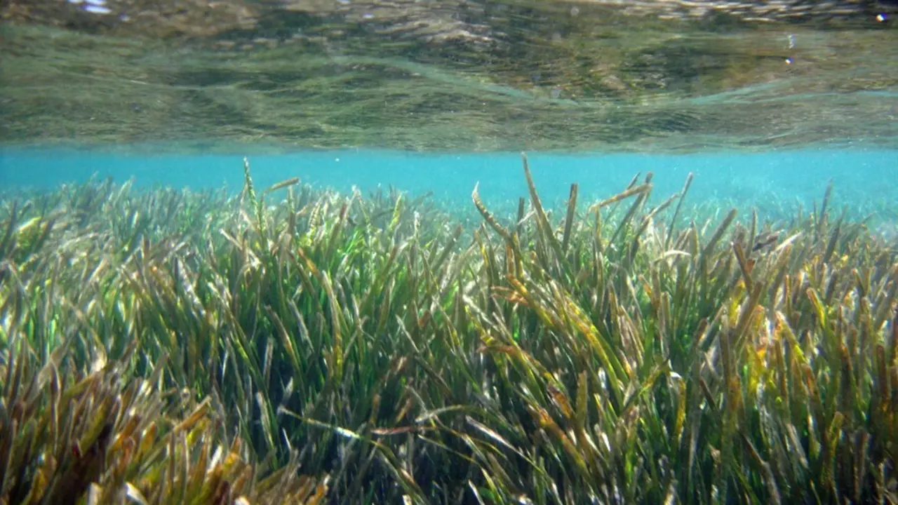Ejemplo de especies protegidas como la Posidonia oce&aacute;nica o el molusco Pinna nobilis.