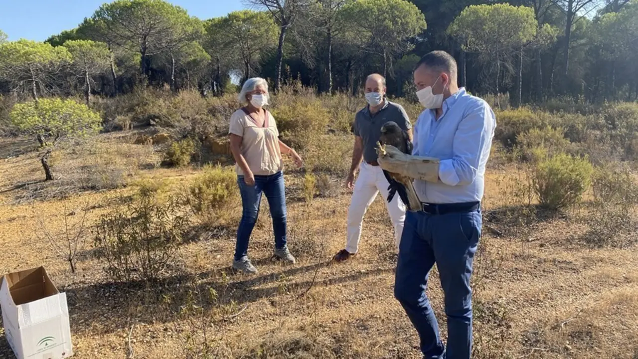 El delegado territorial de Desarrollo Sostenible en Huelva, Jos&eacute; Enrique Borrallo, con una de las &aacute;guilas liberadas en Cartaya (Huelva).