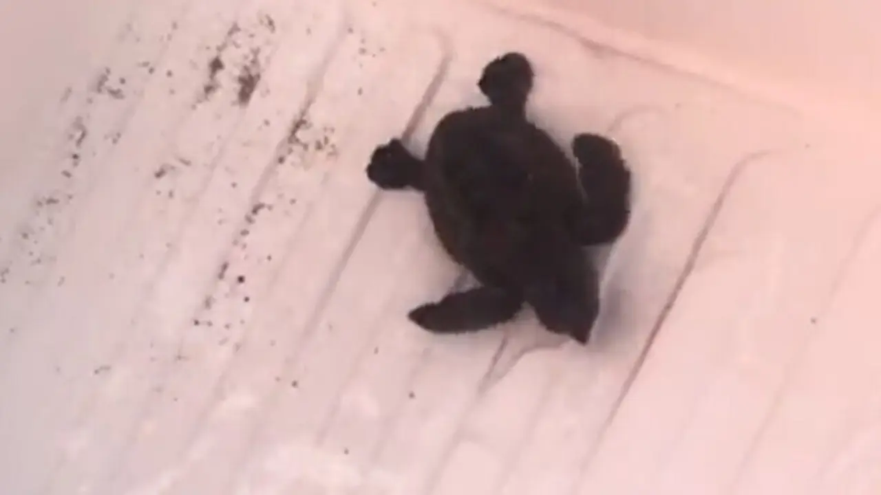 Una de las tortugas nacidas en el nido custodiado por voluntarios en Moj&aacute;car (Almer&iacute;a).
