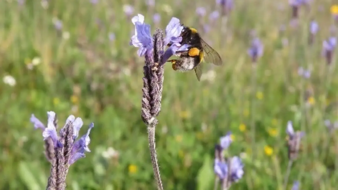 Un abejorro visita un flor de 'Lavandula multifida'.