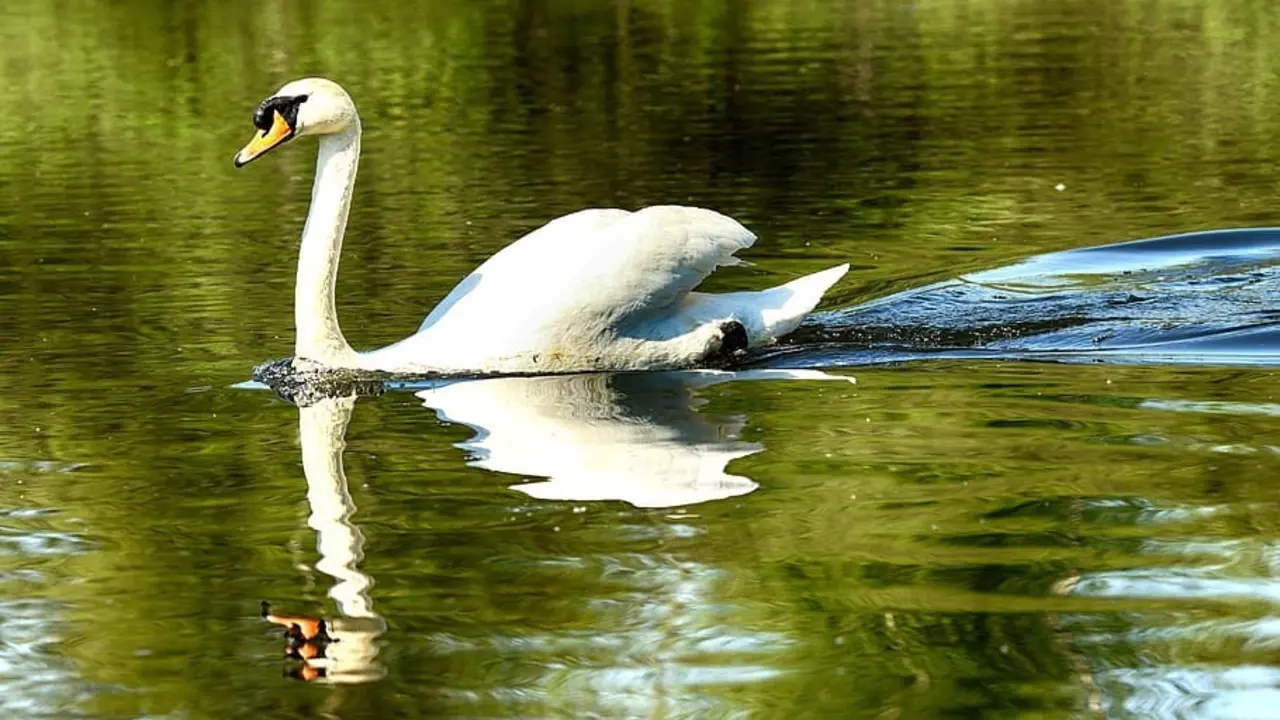 Un cisne, en una imagen de archivo