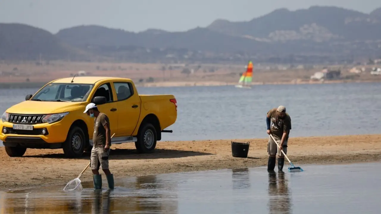 Dos personas recogen peces muertos que han aparecido en varias zonas del Mar Menor.