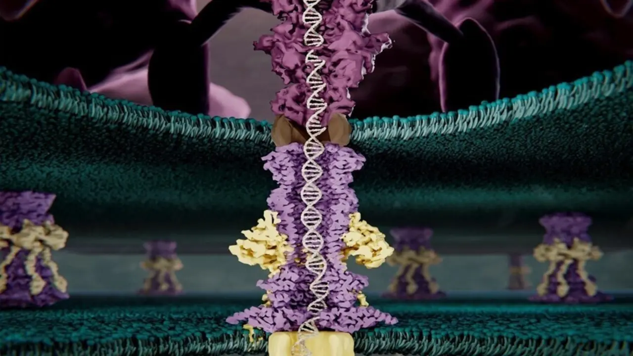 Archivo - Imagen art&iacute;stica de la estructura proteica que utiliza el fago T7 para romper la pared bacteriana, resuelta por microscop&iacute;a electr&oacute;nica