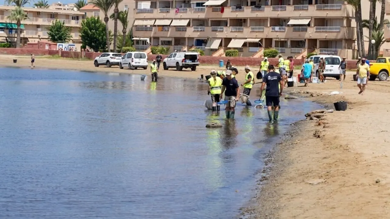 Peces muertos en el Mar Menor, labores de limpieza