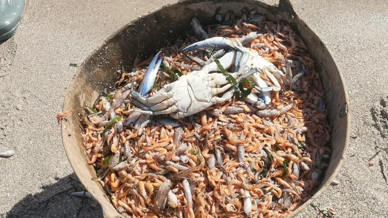 Archivo - Miles de peces muertos y recogidos en el Mar Menor