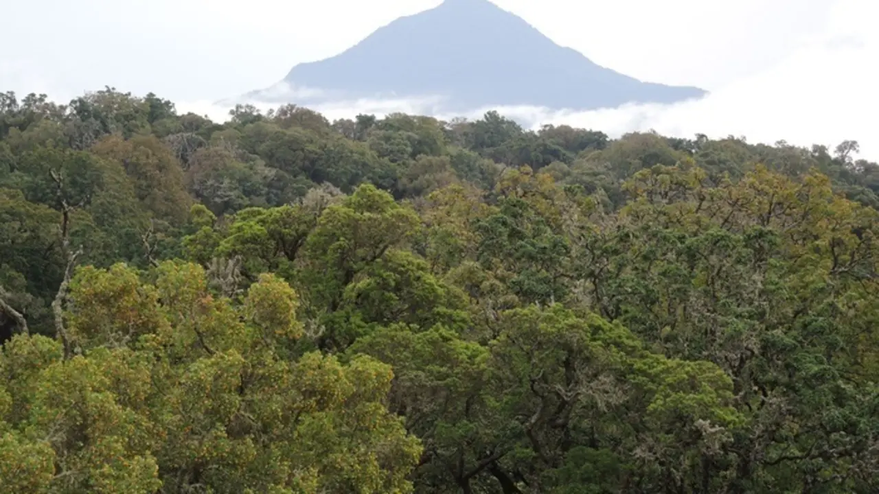 Montane forest in Cameroon