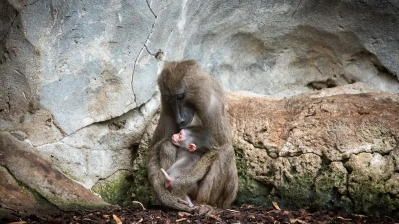 Dril (Mandrillus leucophaeus)