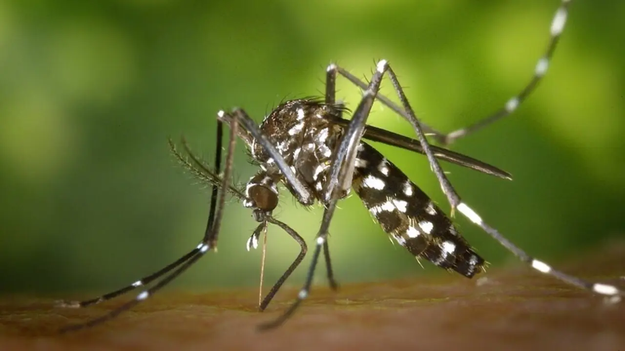 Archivo - Mosquito tigre