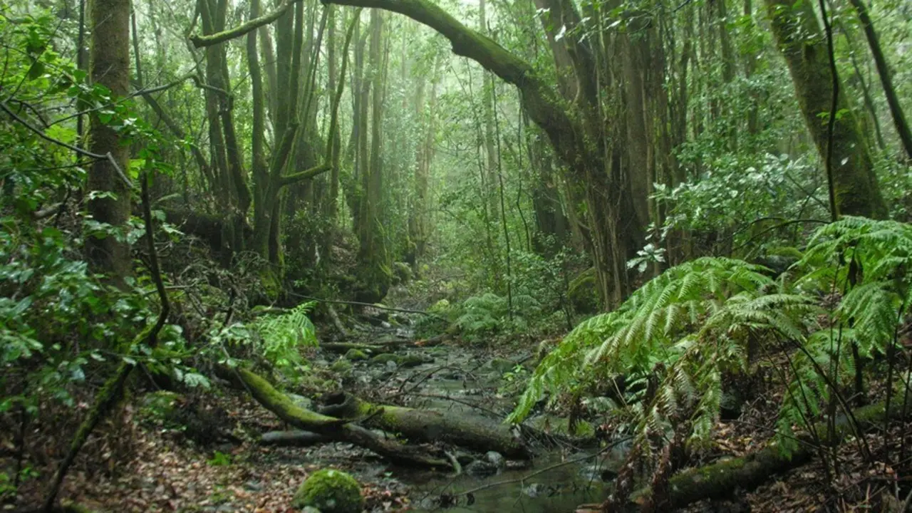 Imagen del Parque Nacional de Garajonay en La Gomera