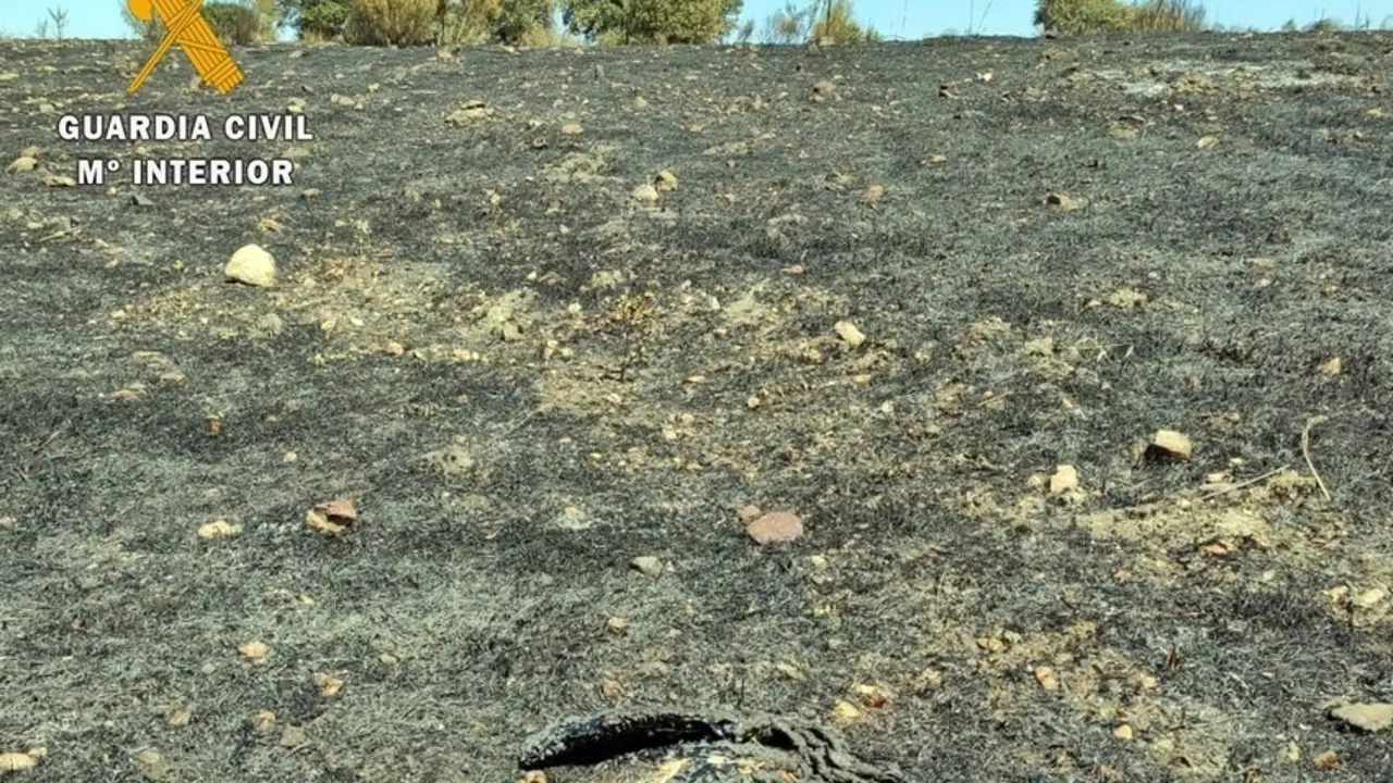 Cuerpo calcinado del buitre que provoc&oacute; el incendio en Alburquerque.