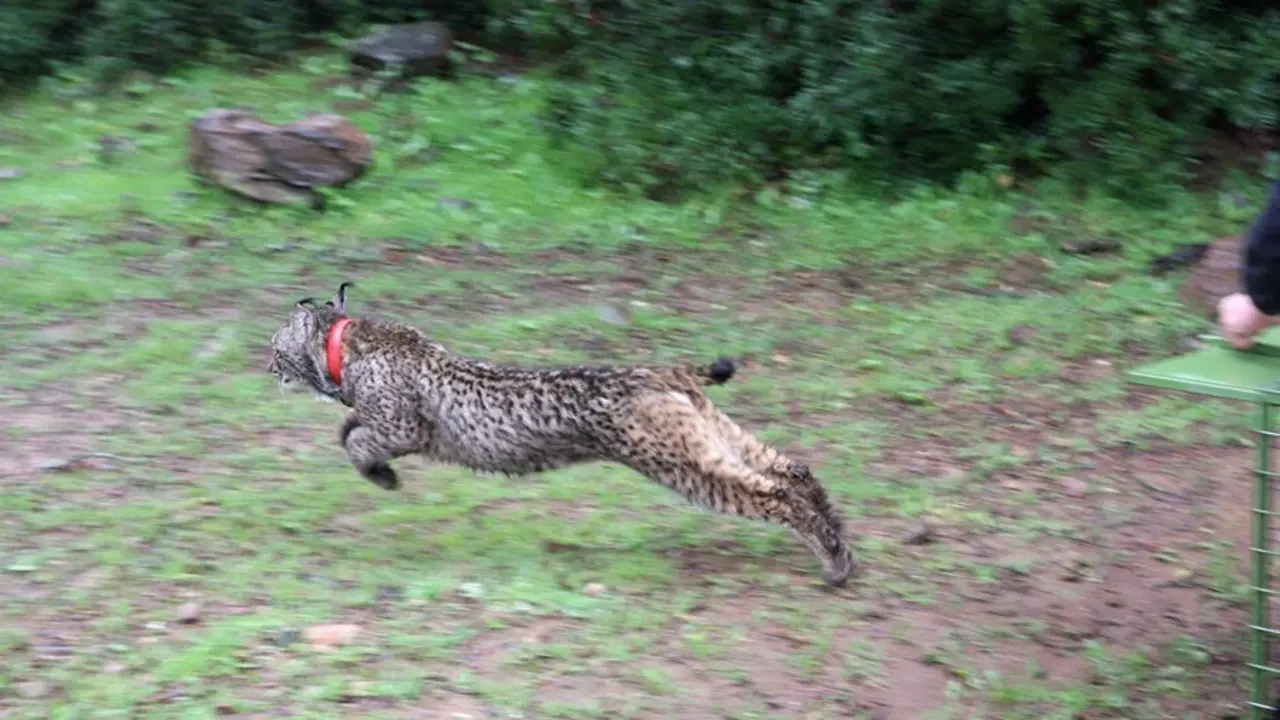 Archivo - Lince liberado por Medio Ambiente en Guarrizas (Ja&eacute;n)