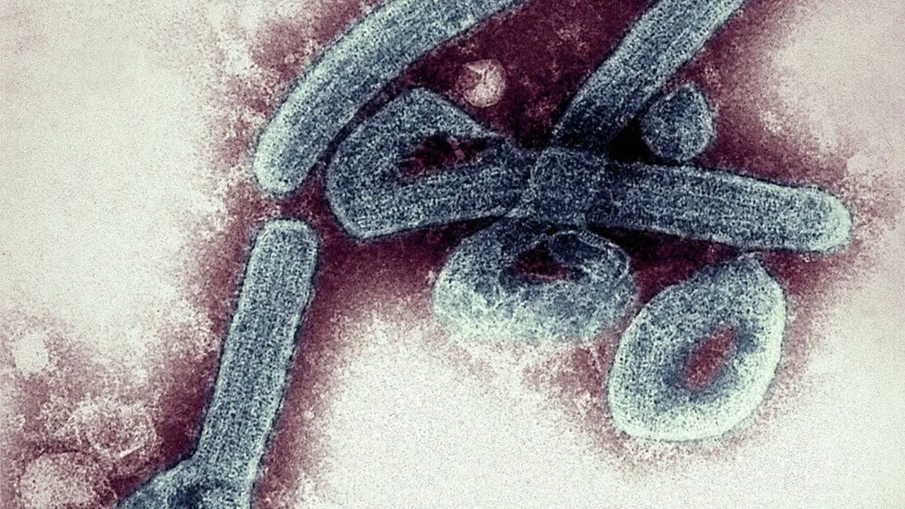 El virus de Marburgo se detect&oacute; por primera vez en la ciudad de Marburgo (Alemania) en 1967