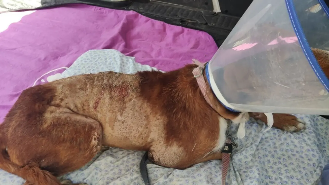 Perro hallado con quemaduras por &aacute;cido