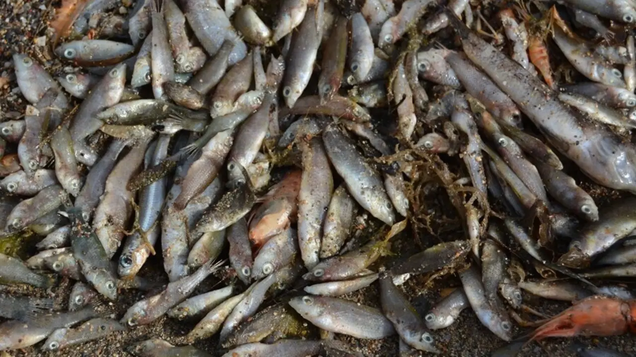 Episodio de mortandad de peces en el Mar Menor.