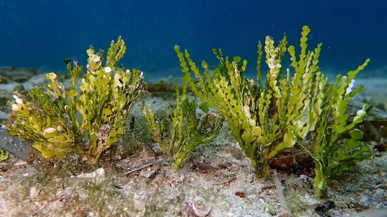 Imagen de la 'Halimeda incrassata', el alga invasora detectada en aguas de Mallorca