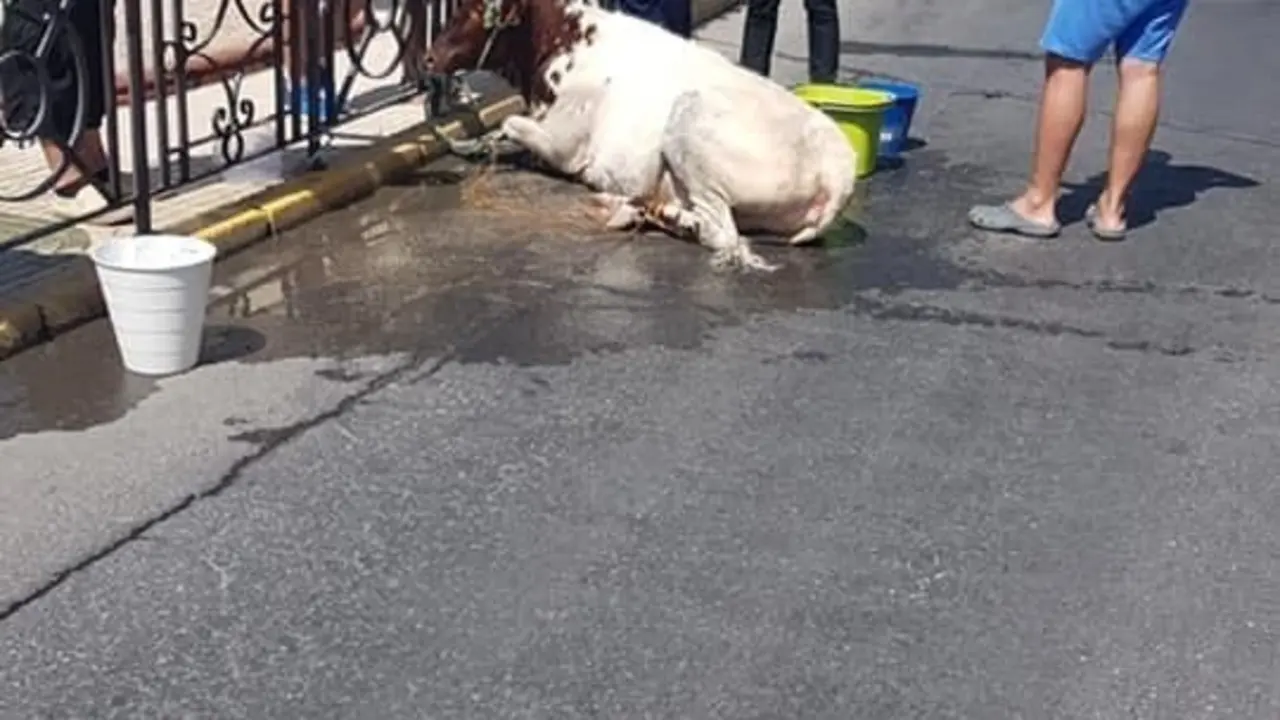 Becerra capturada en Utrera