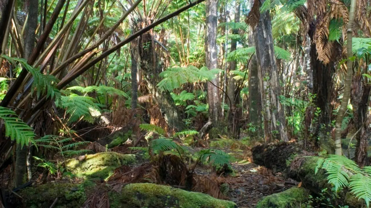 dappled sunlight falling on tropical rainforest plants in the hawaii volcanoes national park, big island, Hawaii.